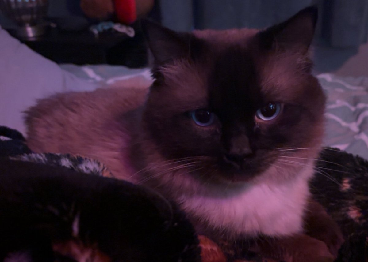 aayan 🫧 tweet media