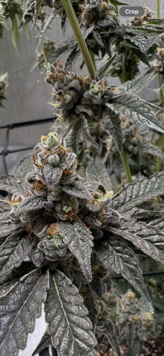 Exboyzrva's tweet photo. @symbioticgene Rated r mimosa x dosidos probably one of the best plants I grew till this day the nose was super strong , even though I’m not a fan of the tangie smelling terps https://t.co/TWjg9zetnd