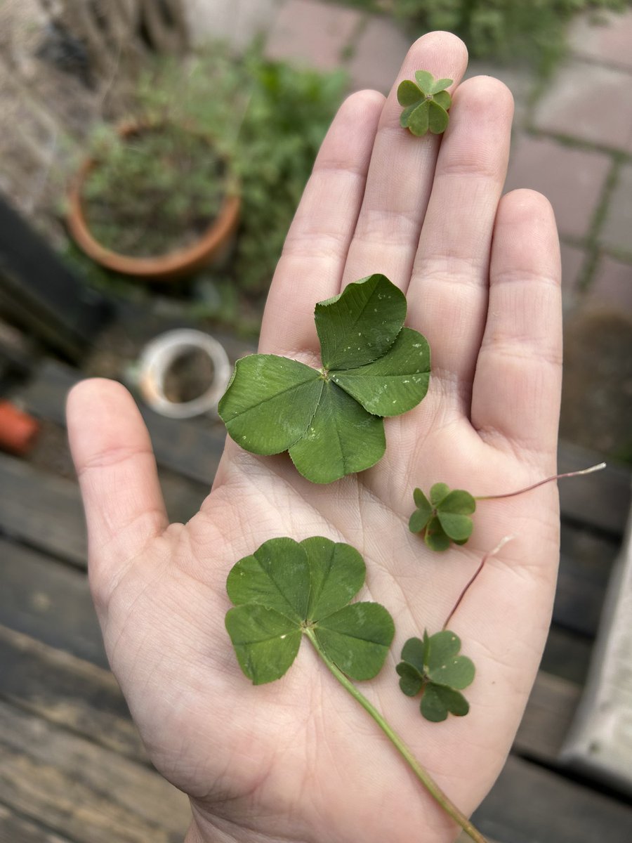 YALL I JUST HIT THE JACKPOT!!!! CLAIM UR GOOD LUCK BEFORE <a href="/DonnnySins/">Donny</a> STREAM TONIGHT 🍀✨🍀✨🍀✨🍀✨🍀✨🍀✨🍀✨🍀✨🍀✨🍀✨