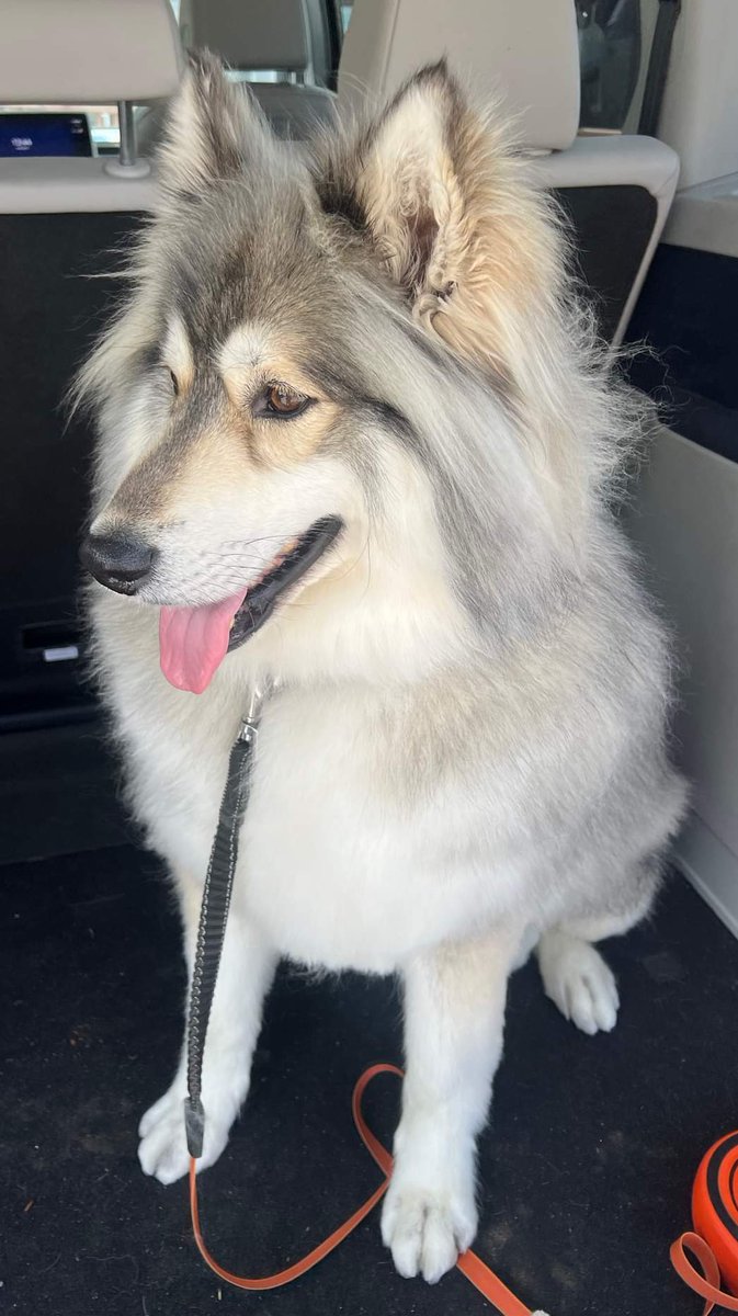 Missing Pets GB tweet media