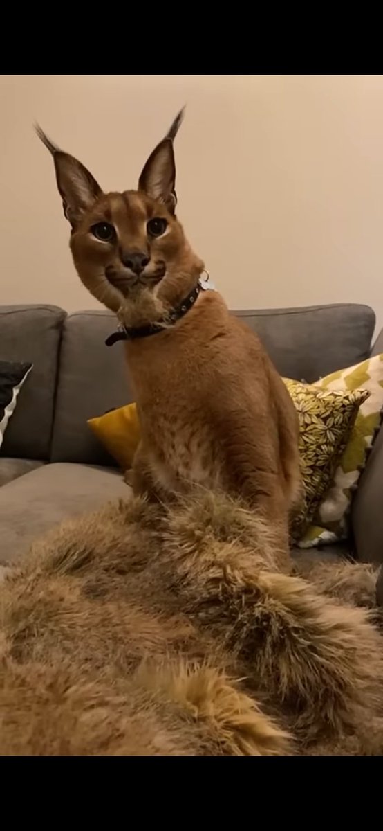 Dark Lord Sauron Ντε Γκρές tweet media