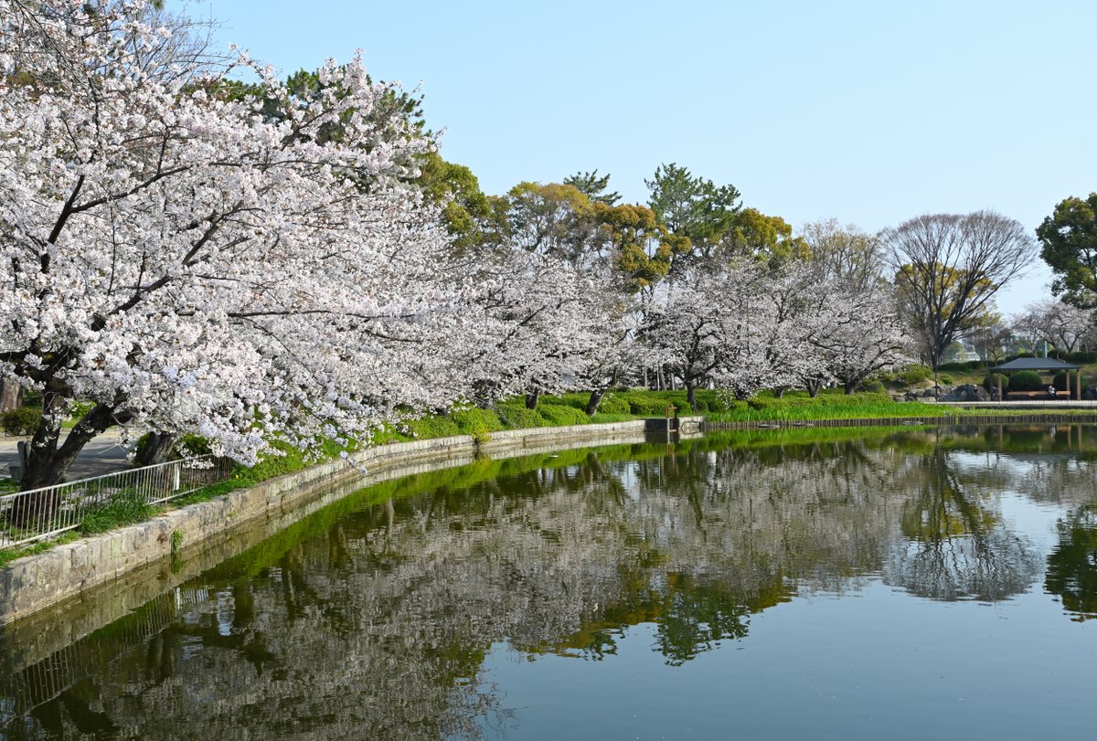 shimakashima's tweet photo. 昨日は名古屋の名城公園と中京競馬場へ行ってきました。

12年前まで名城公園の近くに住んでいましたが、アリーナが出来たのを全く知らなくて地下鉄を出たら見知った景色じゃないのでビックリしました😅

競馬場はもの凄い人出でなかなか良い写真は狙えませんが、それも含めて楽しいですね。 https://t.co/logFYzHeXl