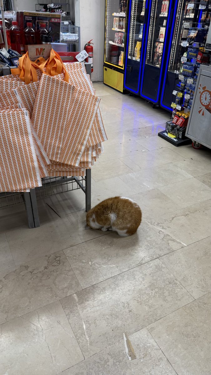 efsanctn's tweet photo. bu kedi neden hep böylee 😭😭😭 ona çok üzülüyorum https://t.co/wrKshrLsvy