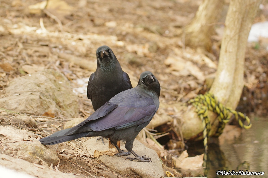 NPO法人札幌カラス研究会 tweet media