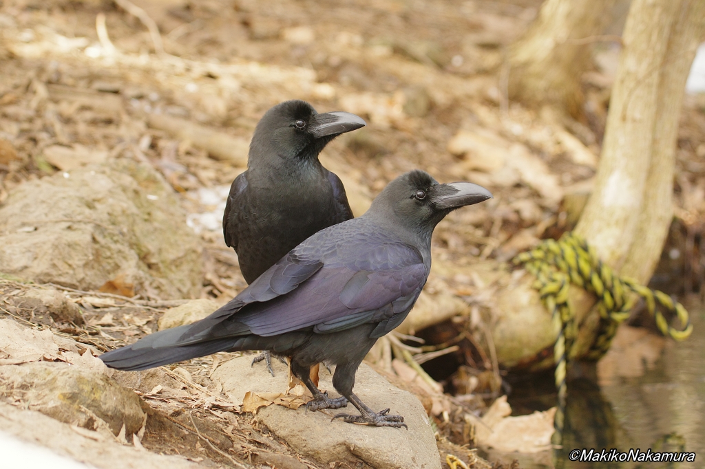 NPO法人札幌カラス研究会 tweet media