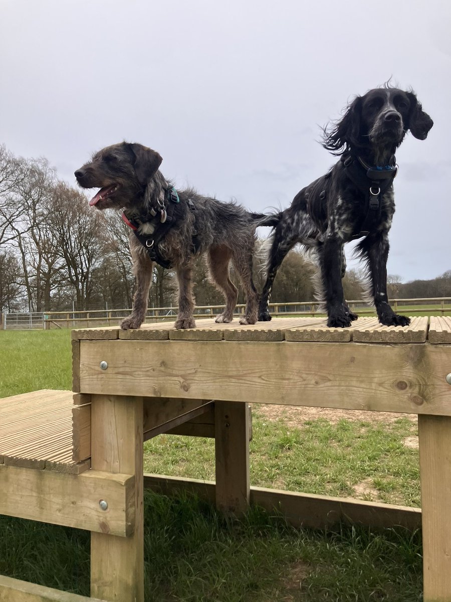 Eli & PiperSprocks Anipals tweet media