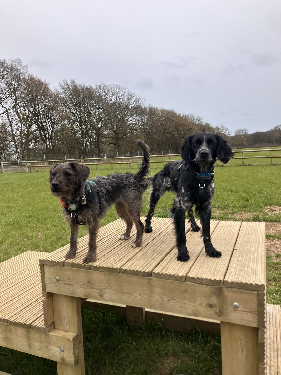 Eli & PiperSprocks Anipals tweet media