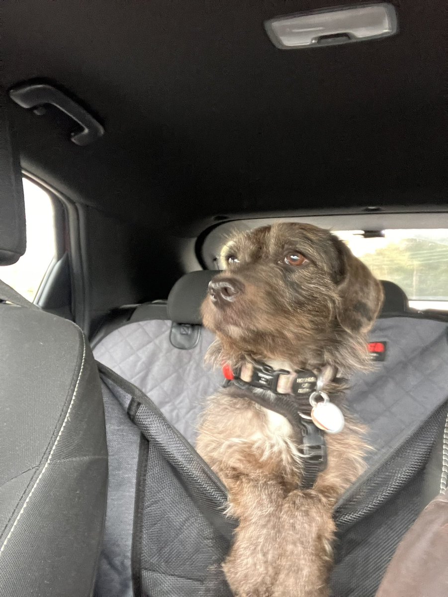 Eli & PiperSprocks Anipals tweet media