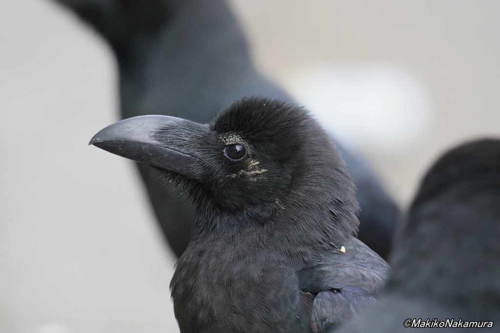 NPO法人札幌カラス研究会 tweet media