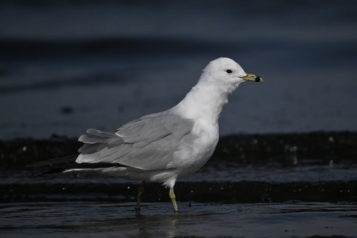 willie wagtail tweet media