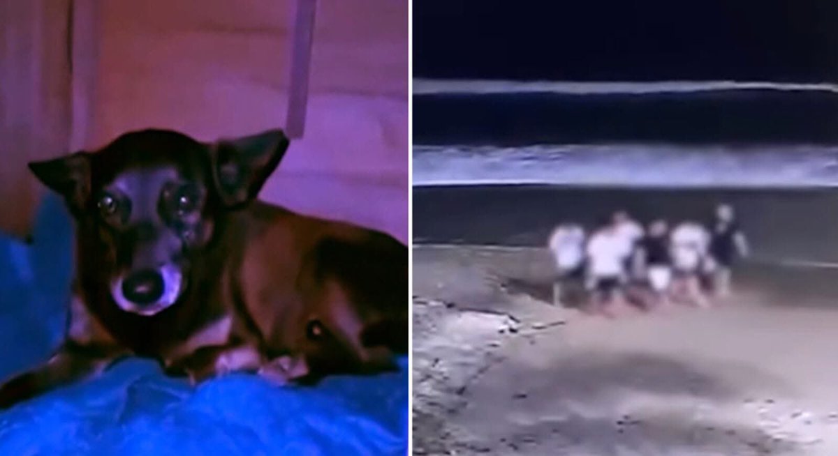 Marco Valverde ® tweet media