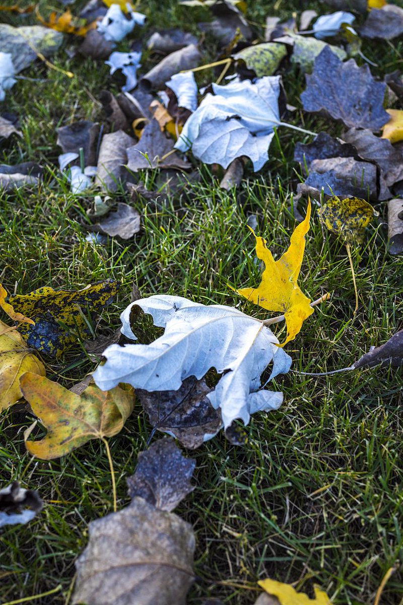 Bajrnagi Rajbhar tweet media