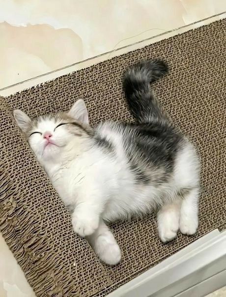 only cute things tweet media