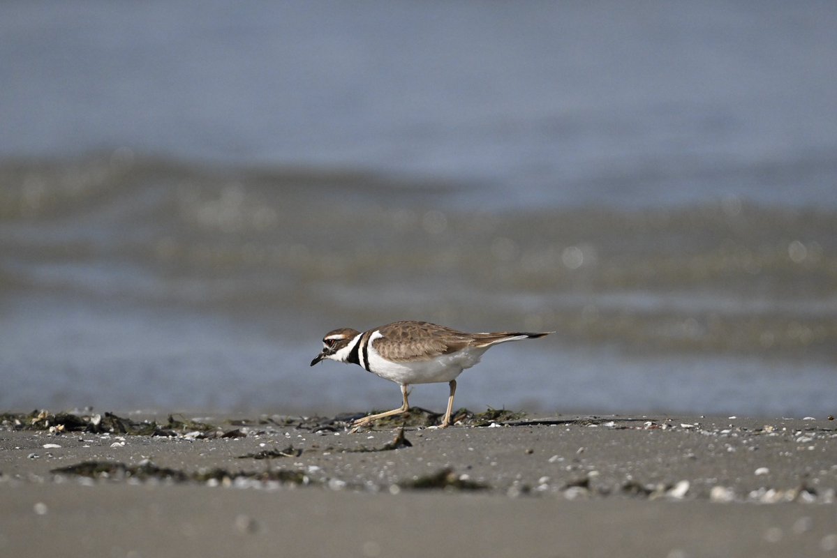willie wagtail tweet media