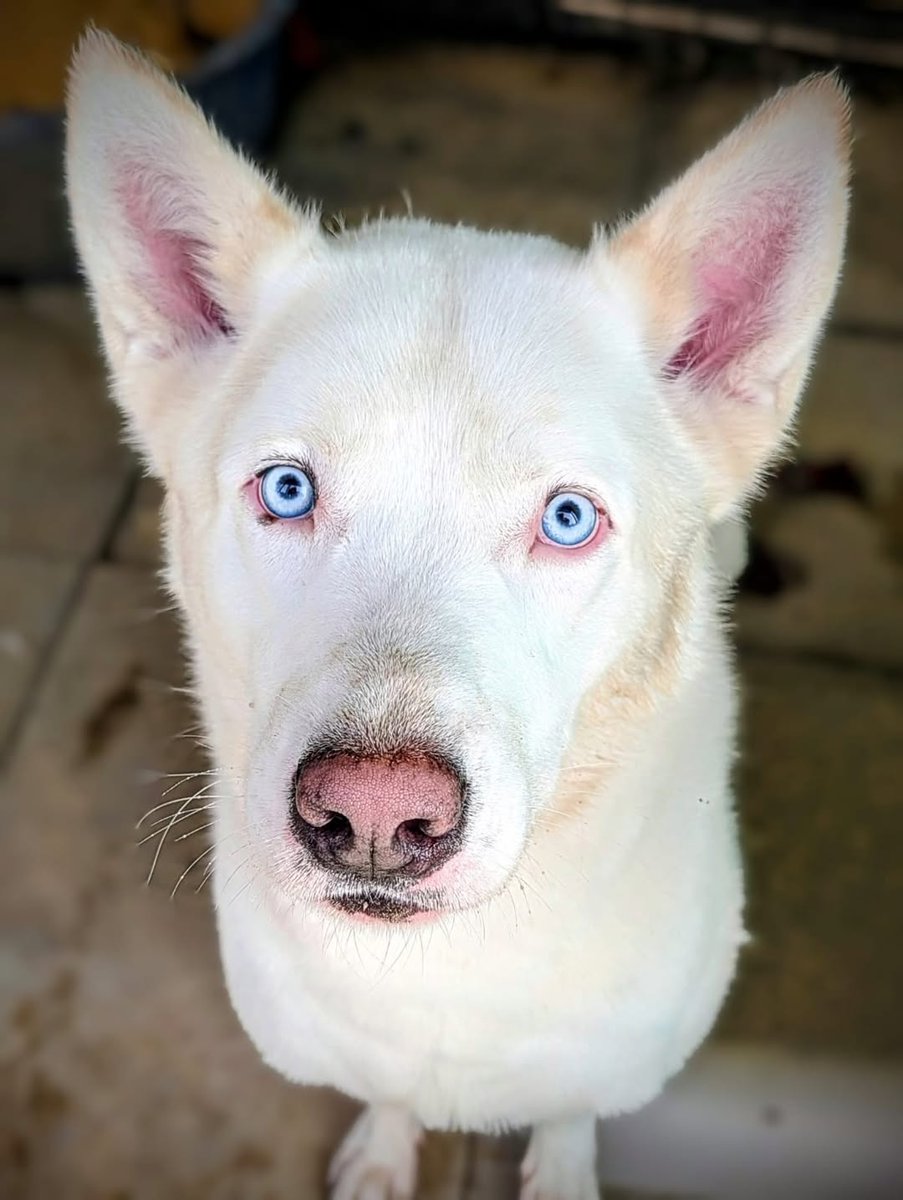 AdoptionsUk's tweet image. Happy news! Ghost in #Wales  has been adopted!! #UK 
😀😀😀😀😀😀😀😀😀😀
Thank you for all of your shares 🐶🏡❤️🎖️
facebook.com/shadslegacy