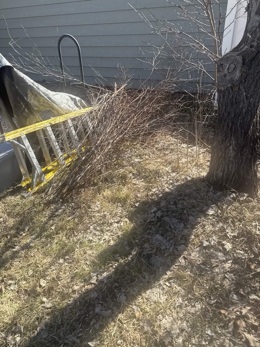 Let us be known we’re doing yard work and cutting down bushes today….just in time for it to snow Thursday-Saturday again.