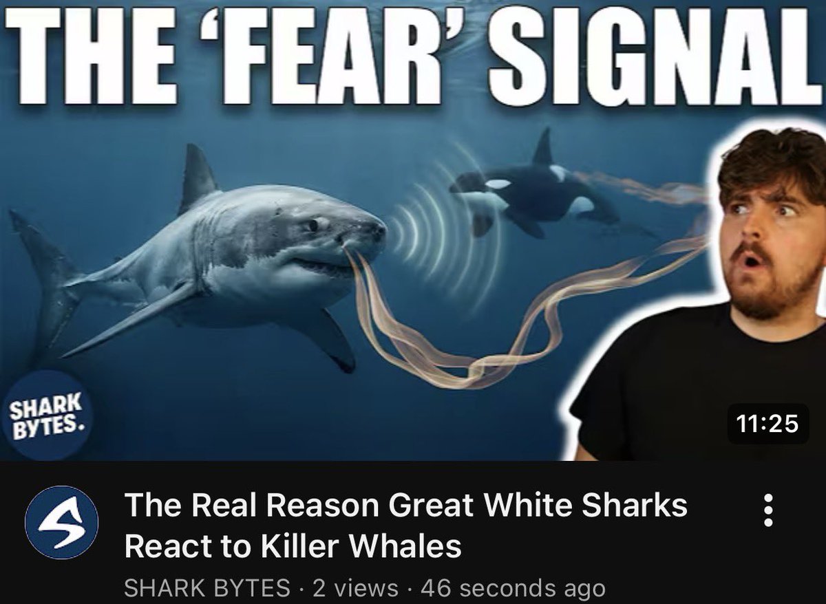 Shark Bytes tweet media