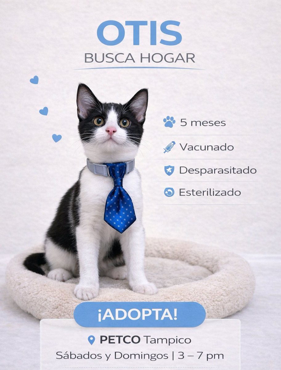 Sociedad Protectora Animal Tamaulipeca Ac tweet media