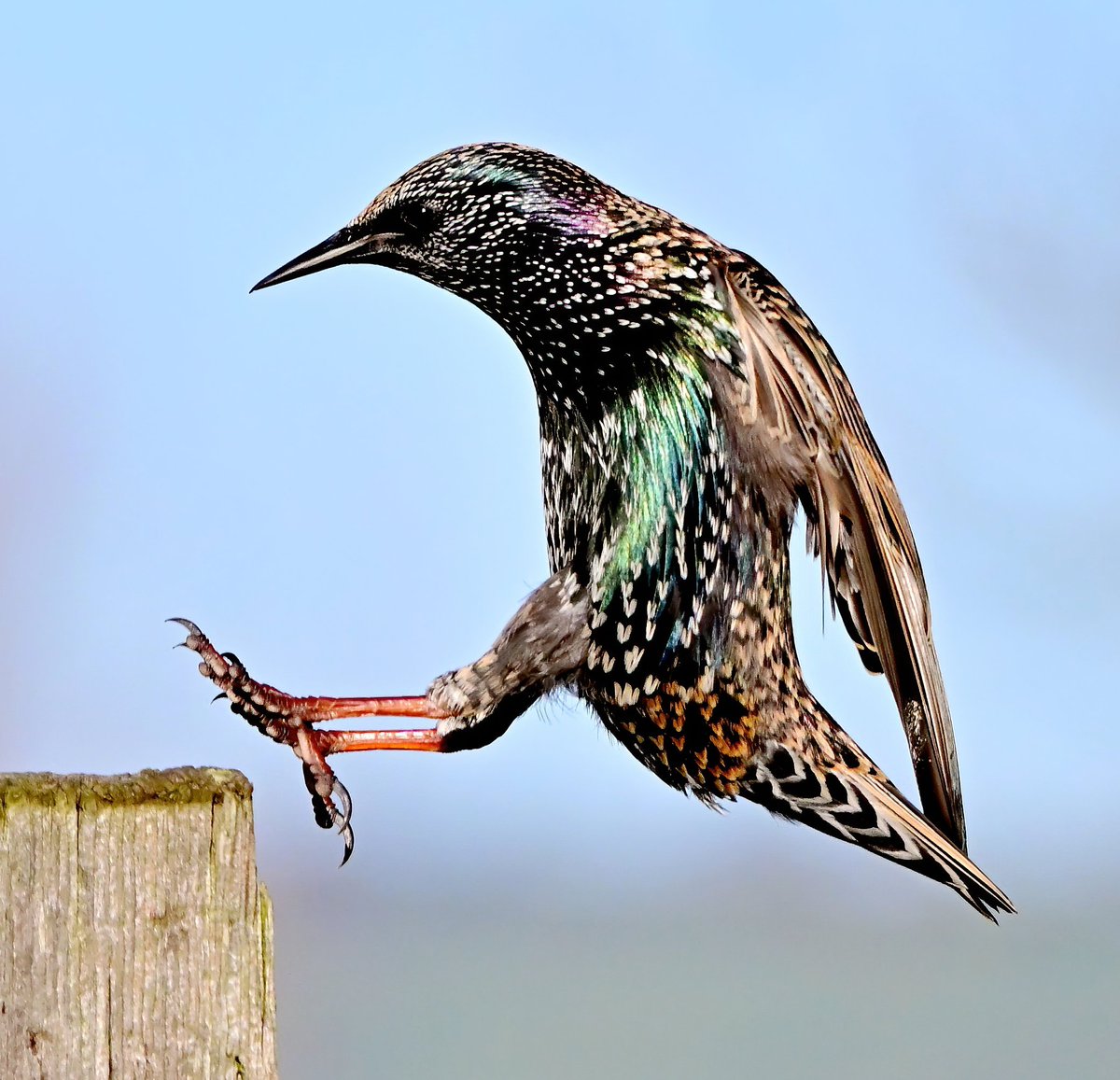 Carl Bovis tweet media