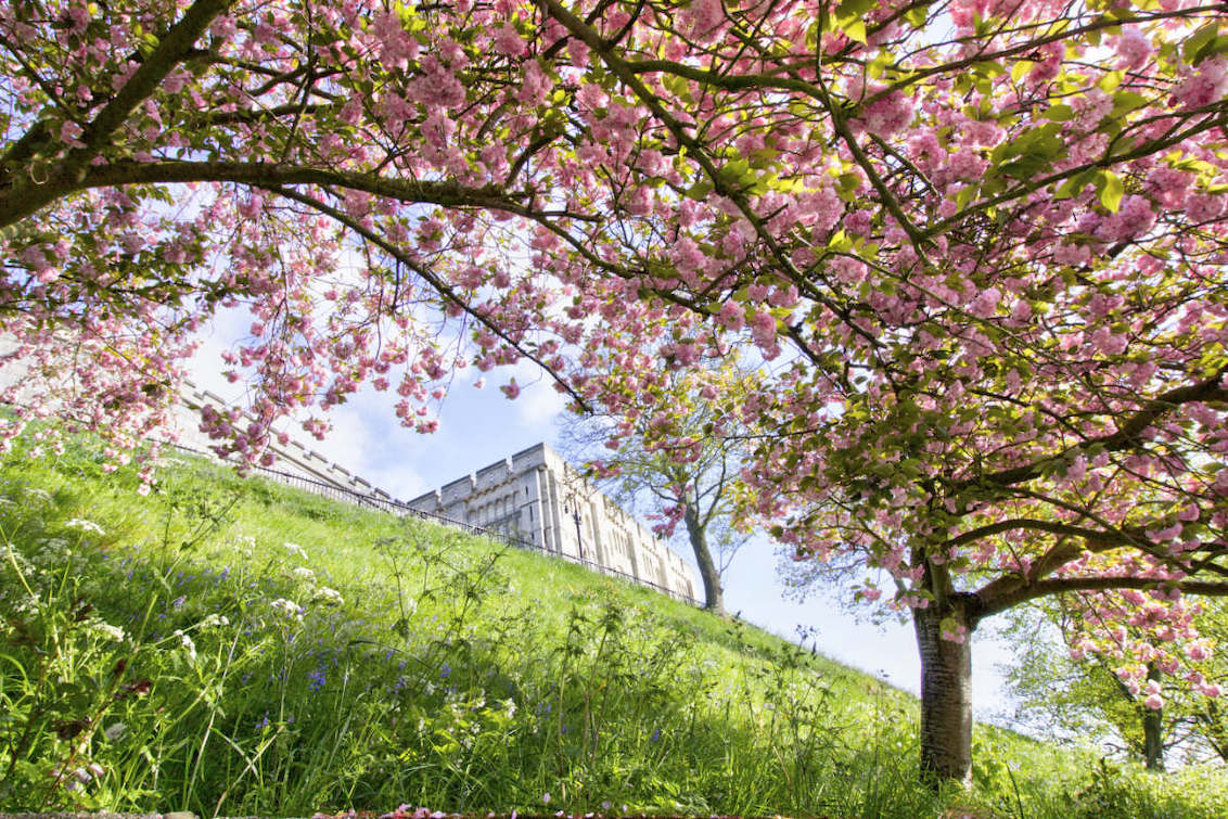 All Things Norfolk tweet media