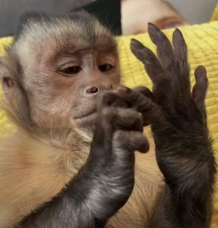 Respect 🦌 tweet media