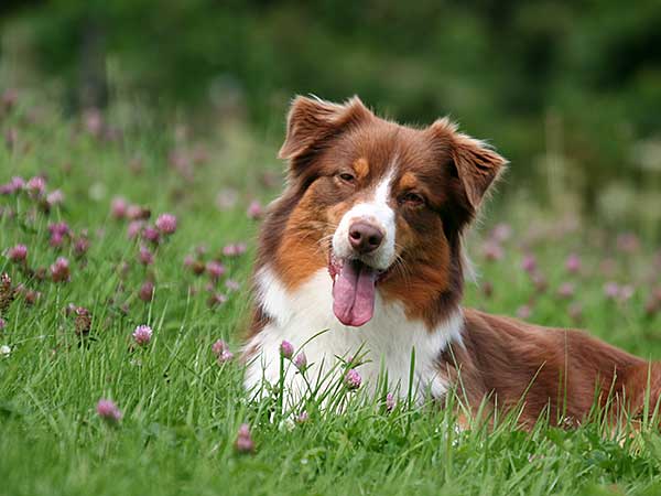 Australian Shepherd Lovers tweet media