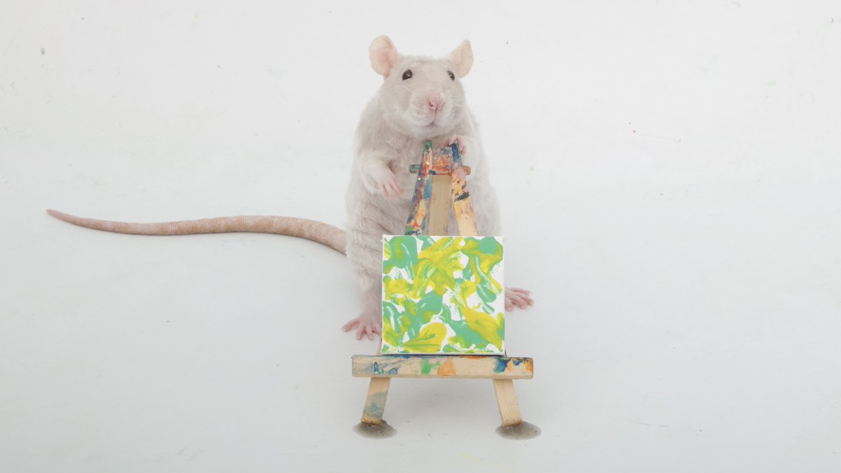 Shadow the Rat tweet media