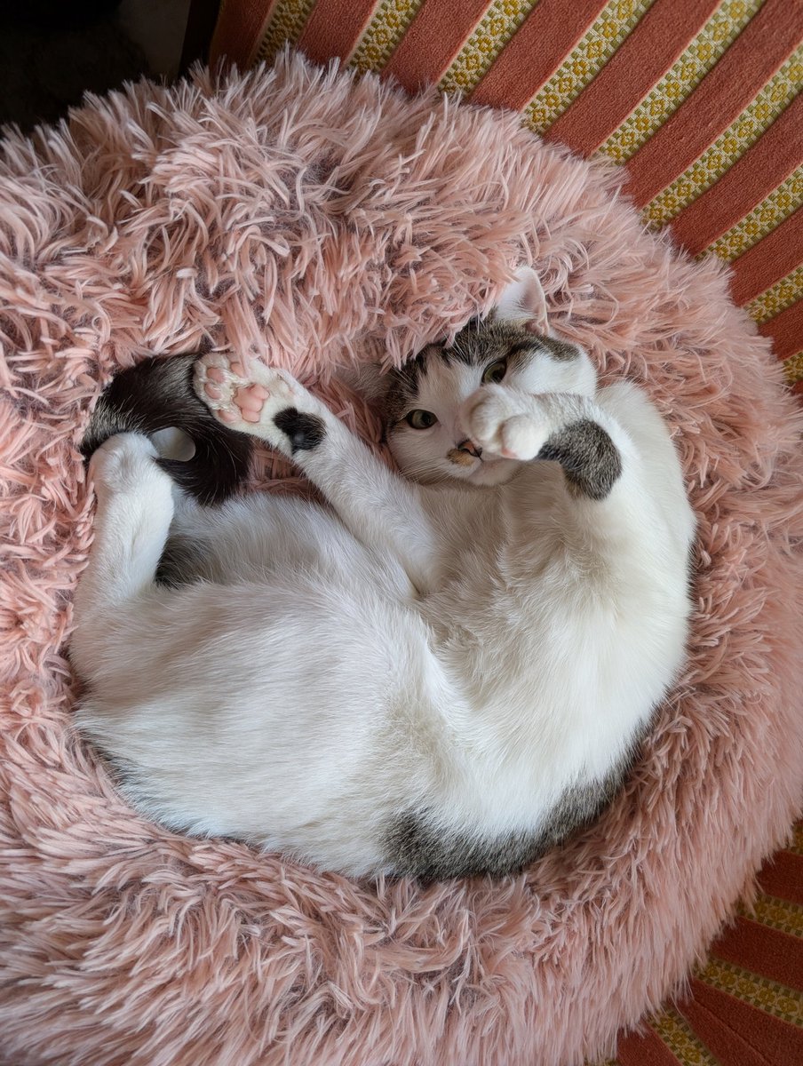pocho_AFA's tweet photo. Mon p'tit Kapuche 🥰 https://t.co/qpAesTabpA