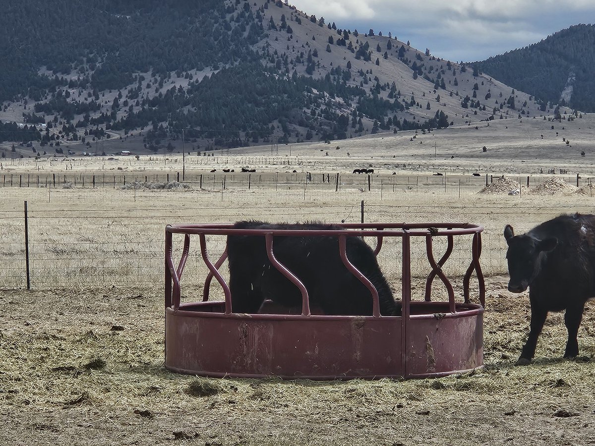 J Millus 🇺🇸 tweet media