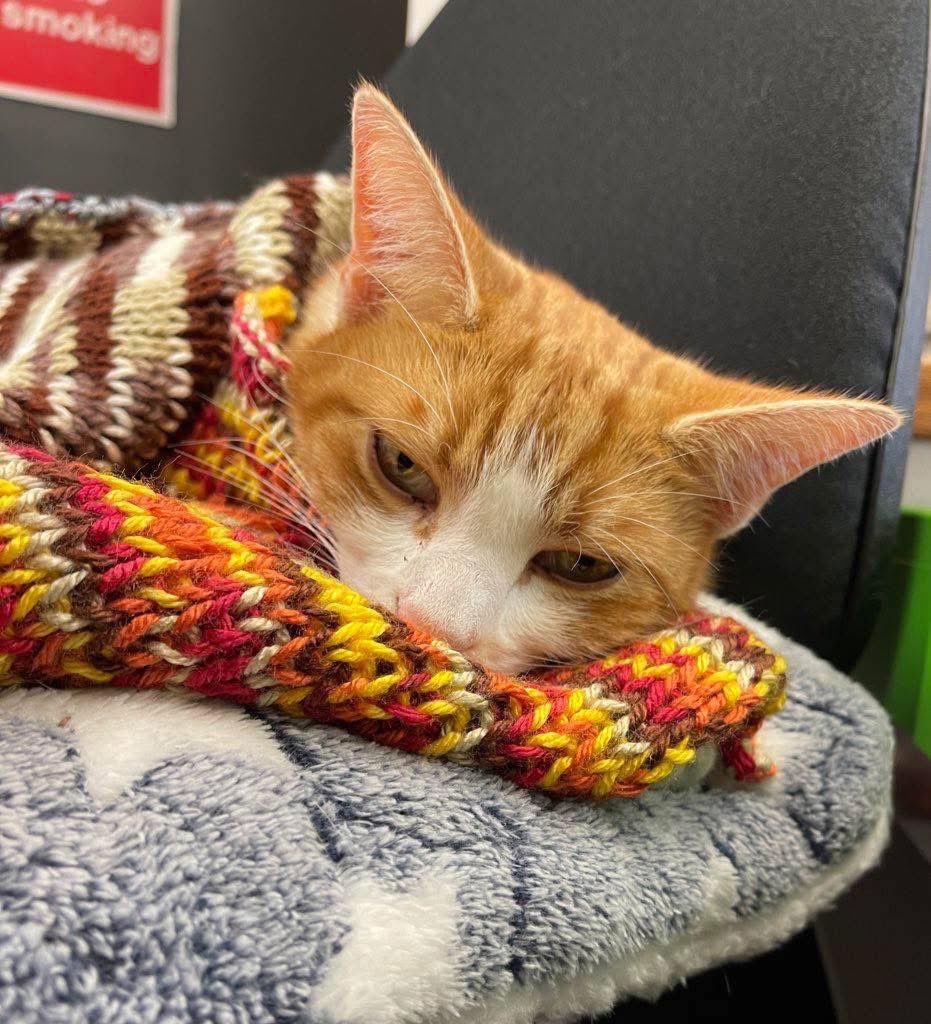 George The Stourbridge Junction Station Cat tweet media