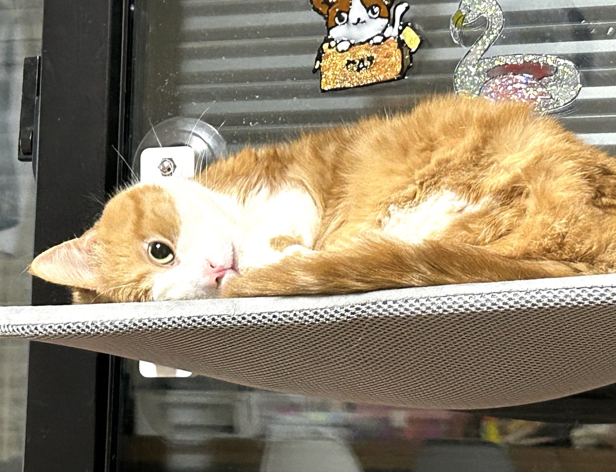 ビール猫🍺 tweet media