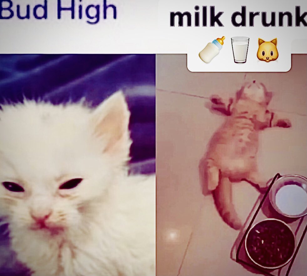 Daily Cat Posting tweet media