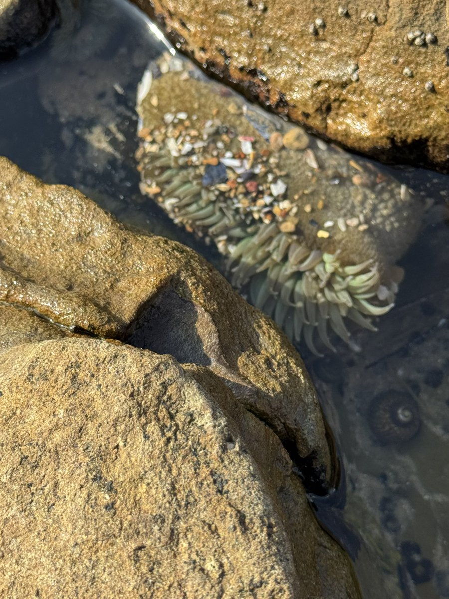 Amy Trask tweet media