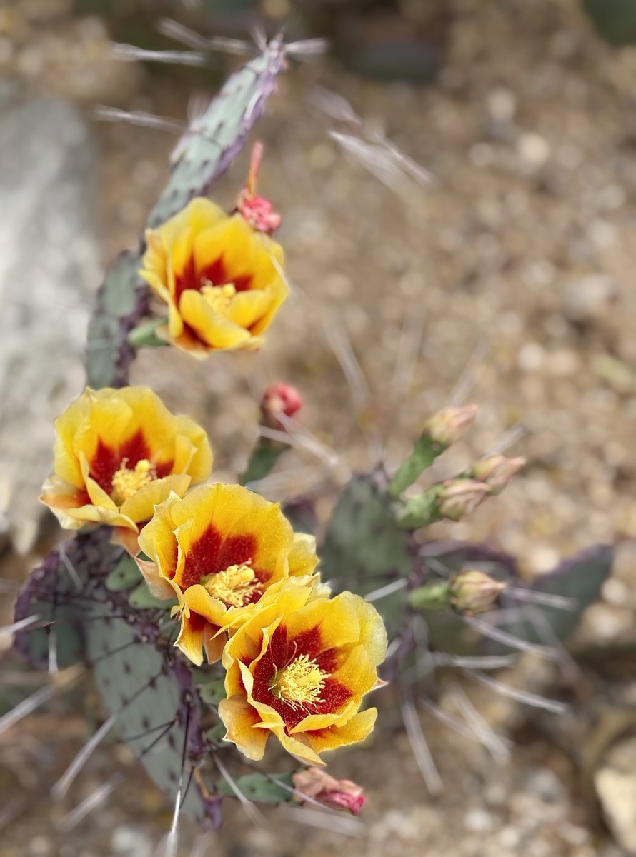 🌺 Jennifer 🌺 tweet media