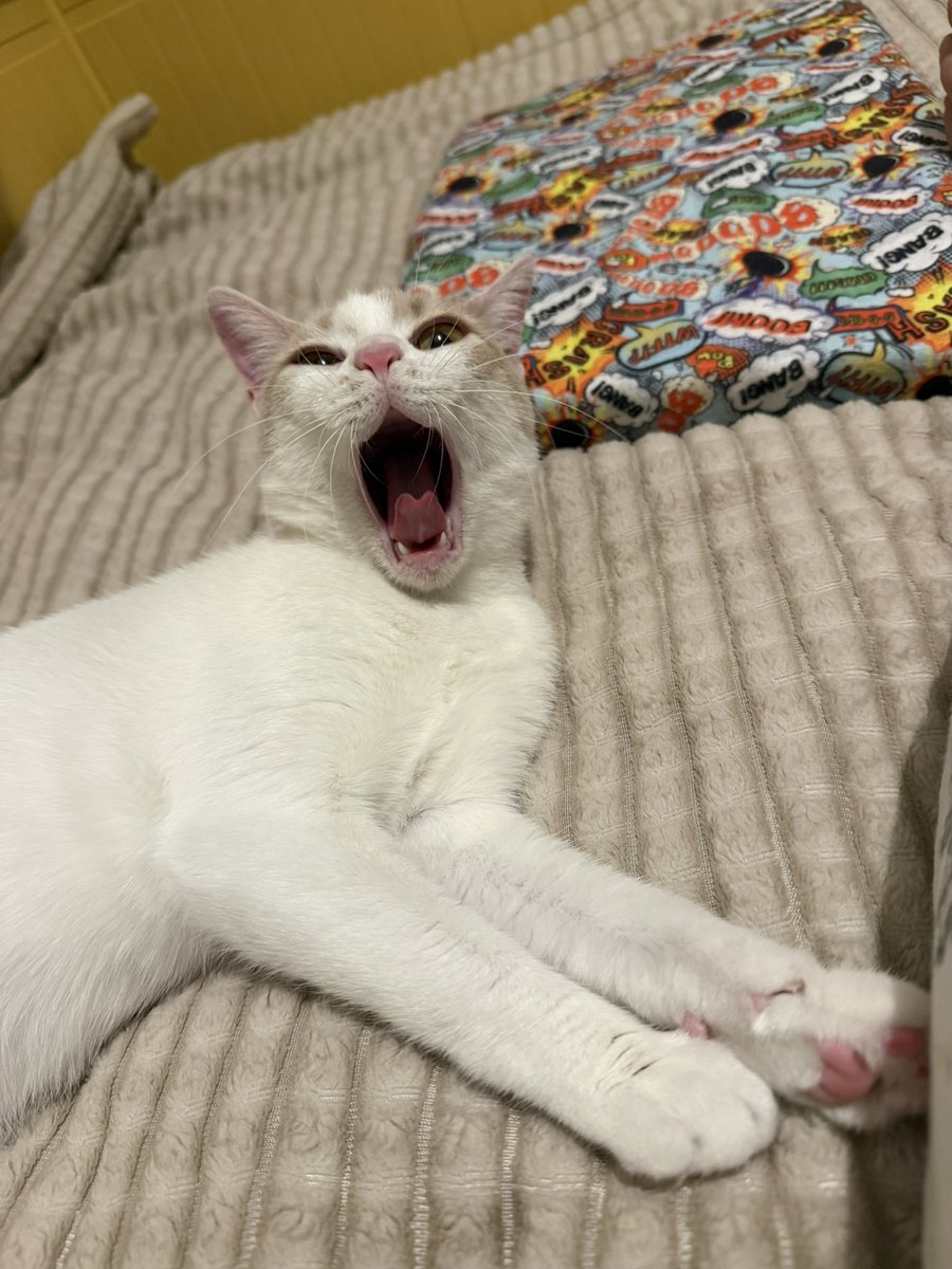 Seda 🎩 tweet media