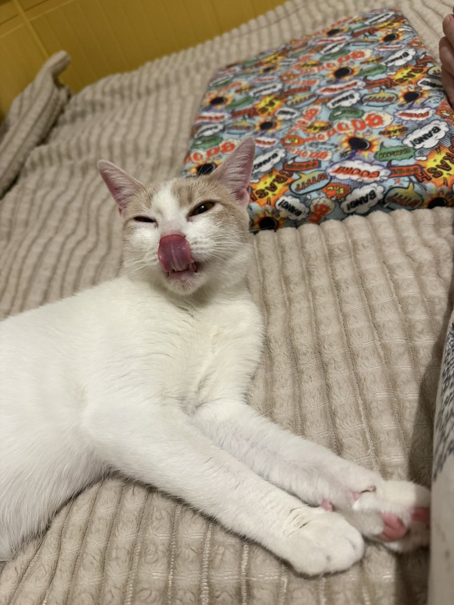 Seda 🎩 tweet media