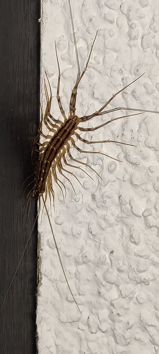 Frierkatz tweet media