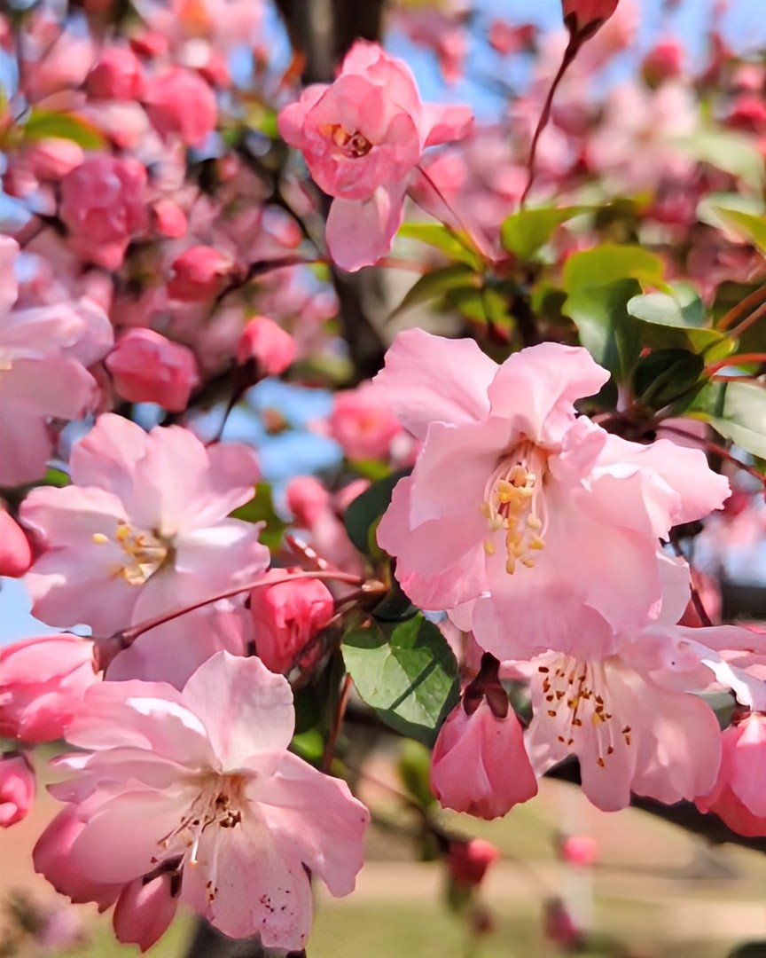 ぴんく tweet media