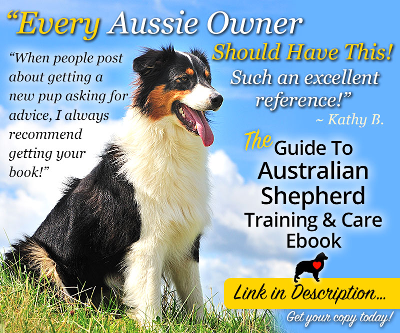 Australian Shepherd Lovers tweet media