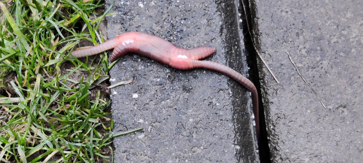 Frierkatz tweet media