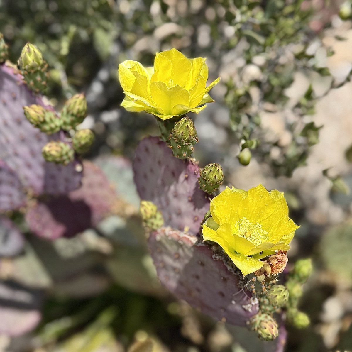 🌺 Jennifer 🌺 tweet media