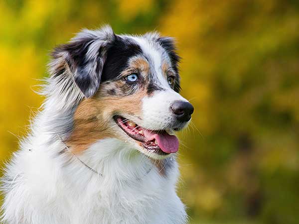 Australian Shepherd Lovers tweet media