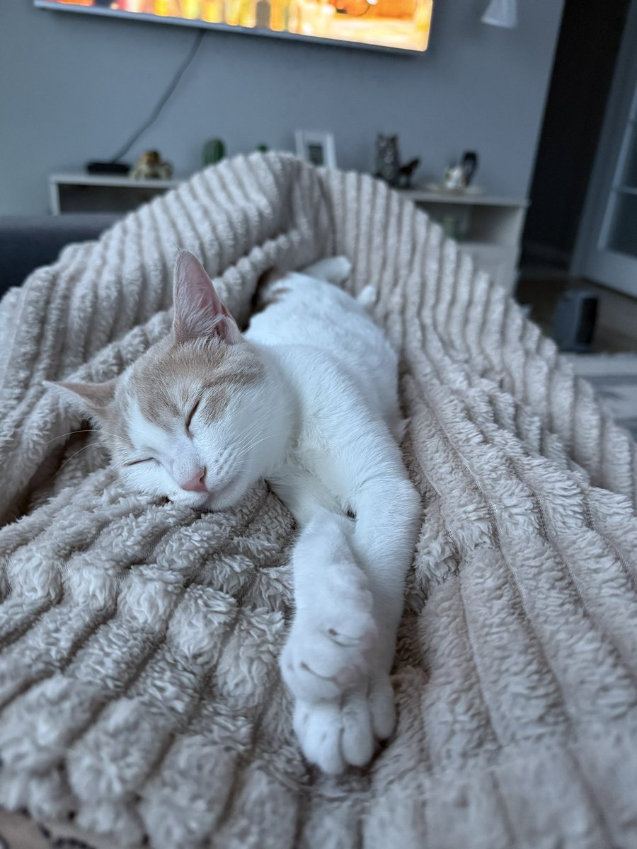 Seda 🎩 tweet media