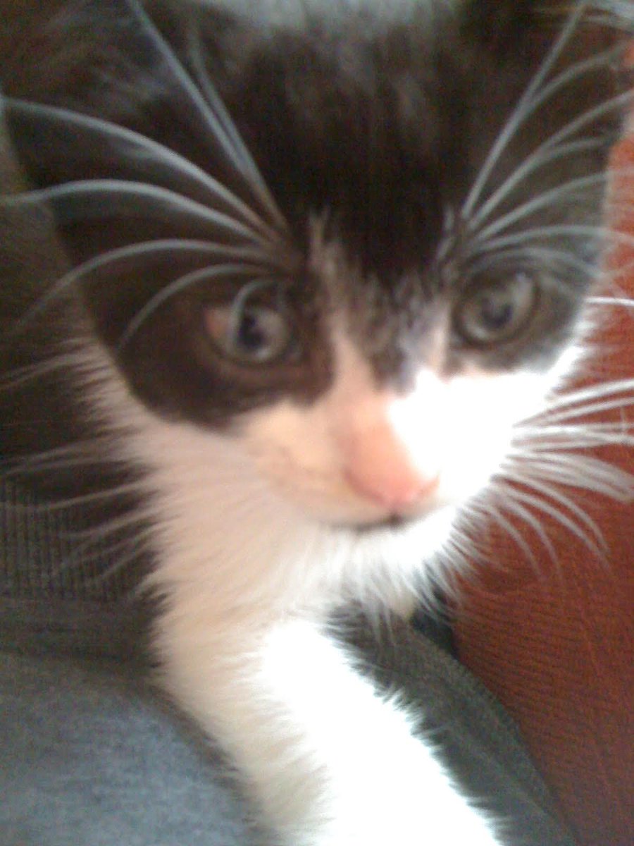 D.V. Catt tweet media