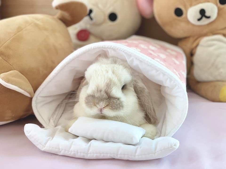 (//✚ . ^) ໒꒱ tweet media