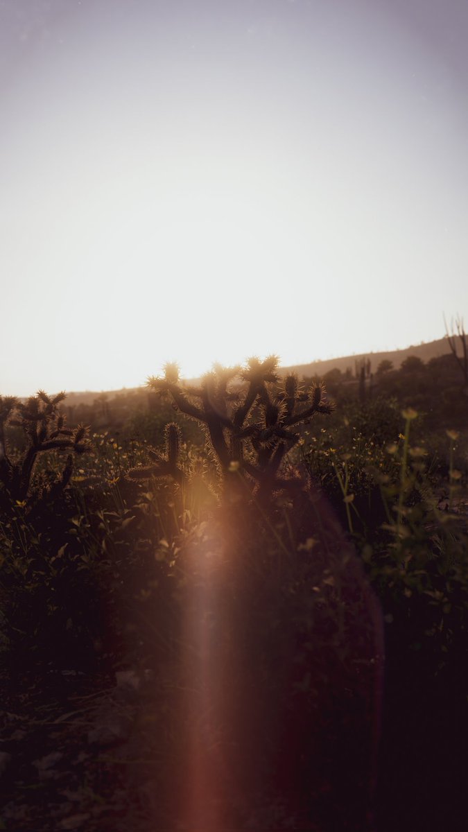 Thiagocarshots tweet media