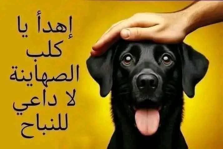 SALAWAT@14 tweet media