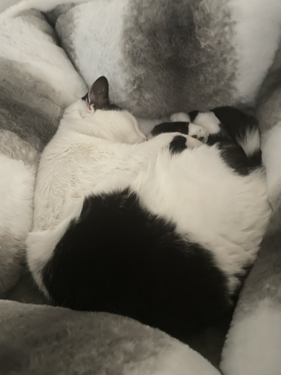 Andromeda’s Daughter🧡🤍🩷 tweet media