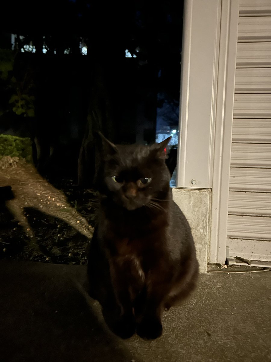 日本兵 tweet media