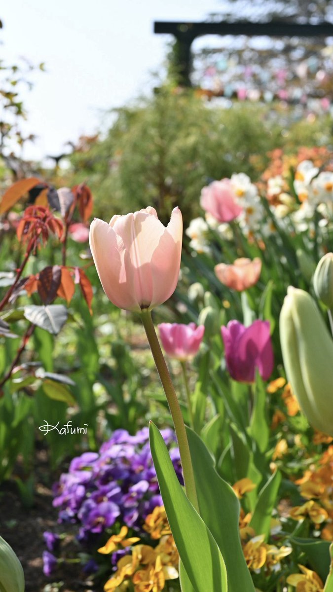 かふみ tweet media